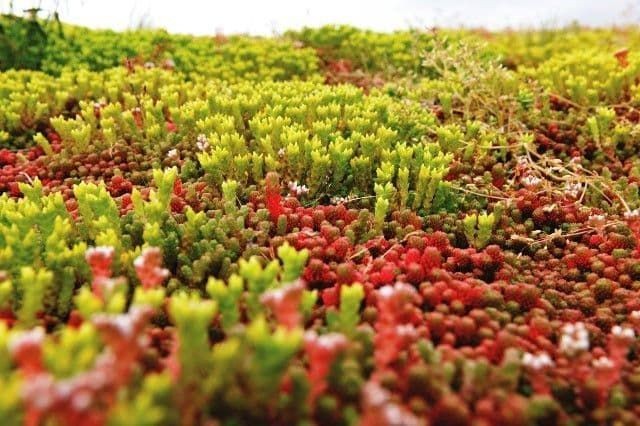 Sedum Green Roofs